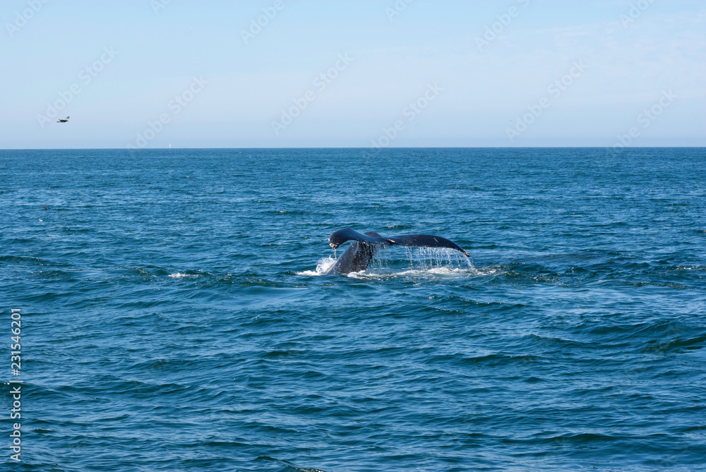 Fototapeta premium Humpback whale tail