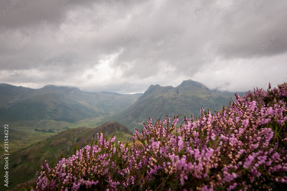 Blooming pink heather foreground in the Cumbrian mountains or fjells