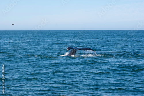 Humpback whale tail © Koen