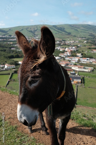 Donkey outside of Porto Martins