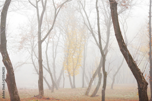 autumn forest in the morning in the fog