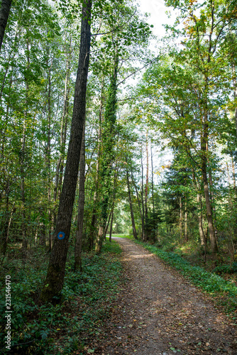 forest in autumn