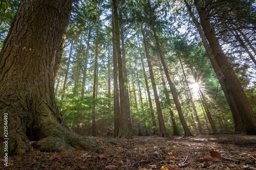 Pine tree forest shot from low perspective with morning sunlight comming thourgh