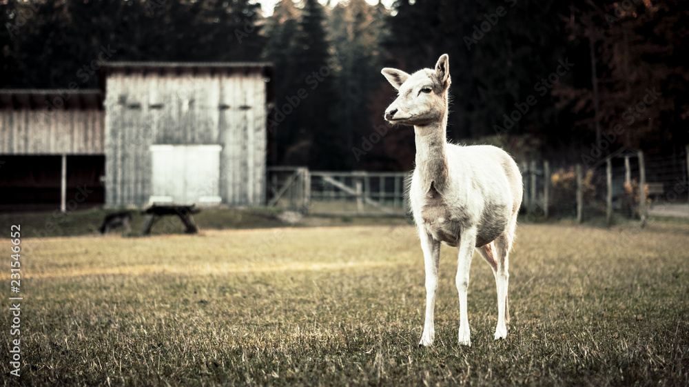 Obraz premium kleiner weißer Hirsch ohne Geweih auf einer Wiese mit Dammwild