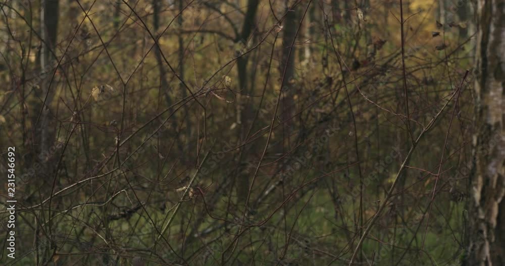 Slow motion pan autumn wild park with birch trees low angle Slow motion pan autumn wild park with birch trees low angle