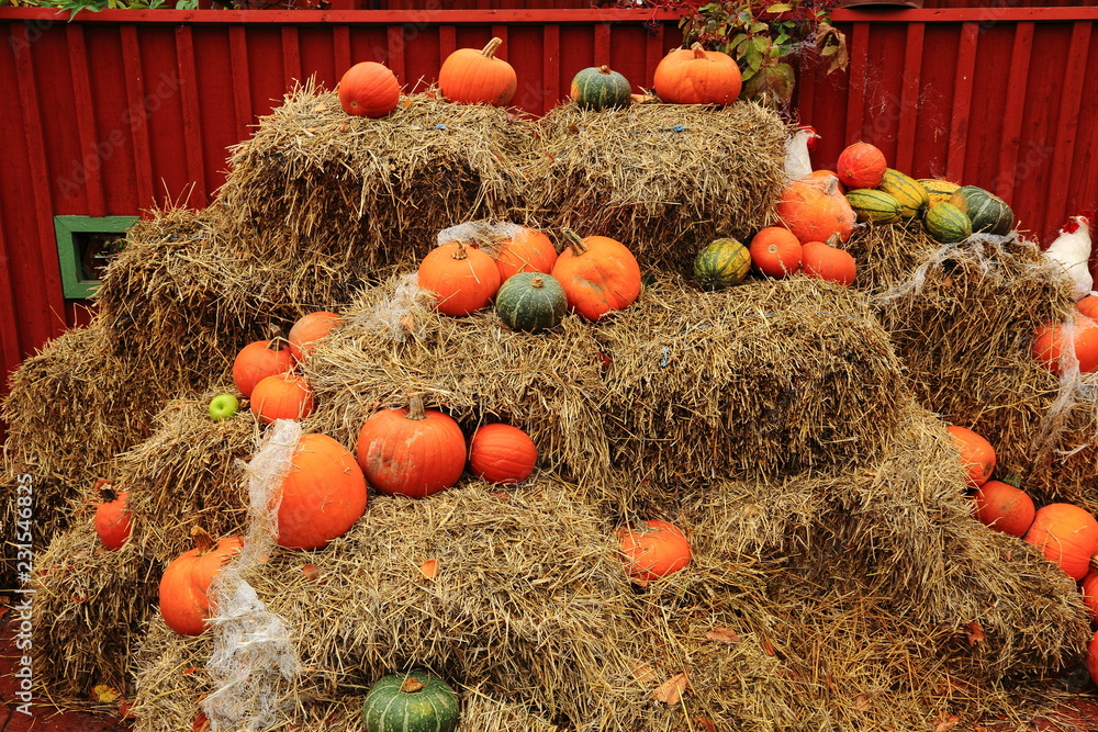 Lovely pumpkin as decoration for halloween in park. Traditional decoration for Halloween. Halloween backgrounds. Lovely pumpkin as decoration for halloween in park. Traditional decoration for Halloween. Halloween backgrounds.