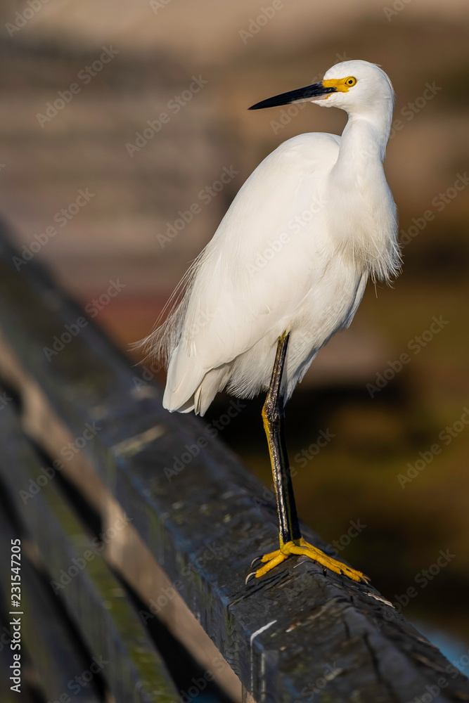 Snowy Egret Snowy Egret