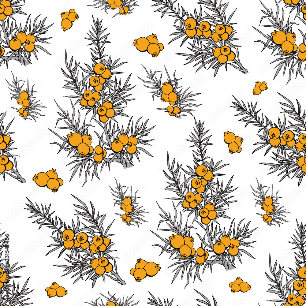 juniper. berries and branches. pattern with plants. evergreen. pattern
