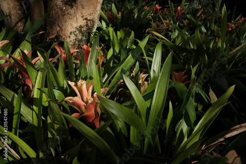 Flower Details from Angro Garden 001