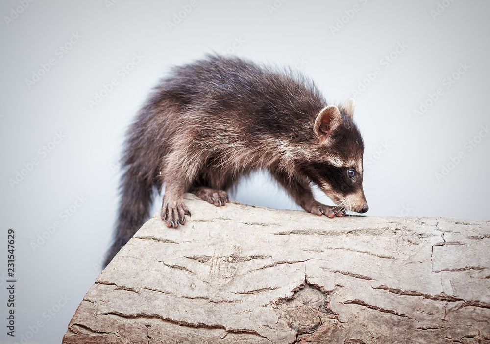 Obraz premium portrait of little playful racoon animal on a log