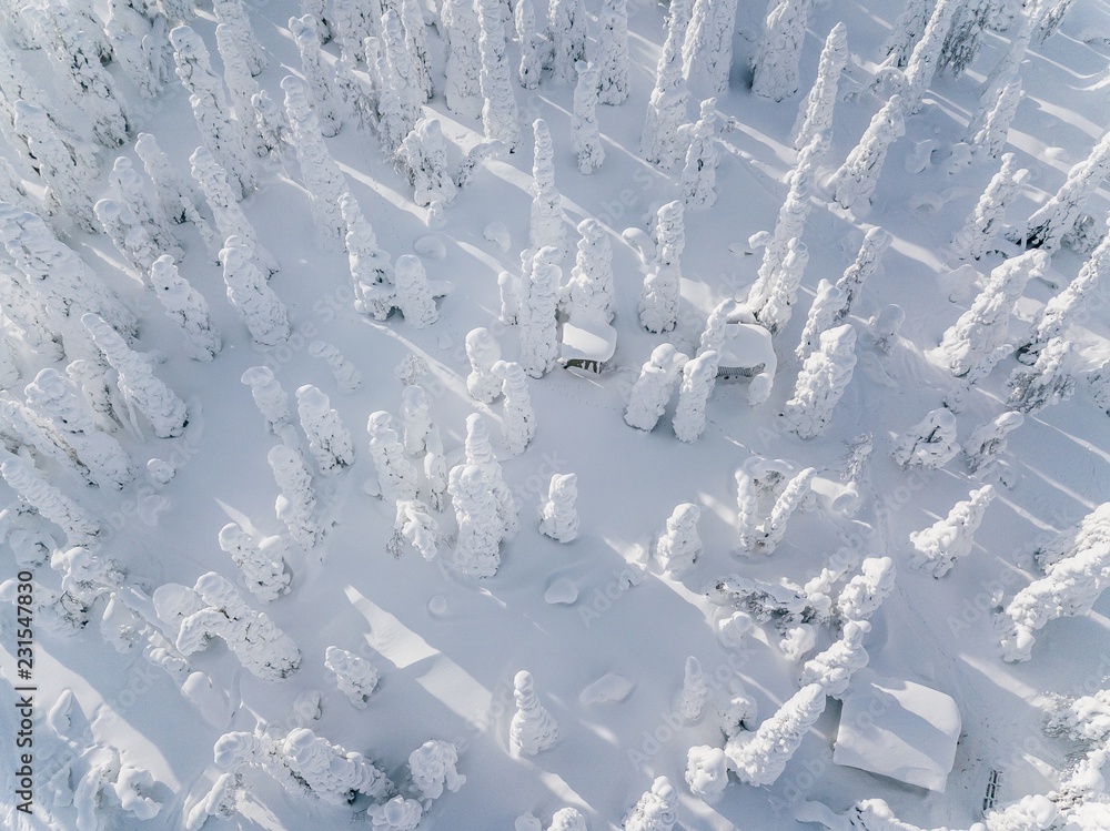 Aerial view of winter forest covered in snow in Finland, Lapland. Top view