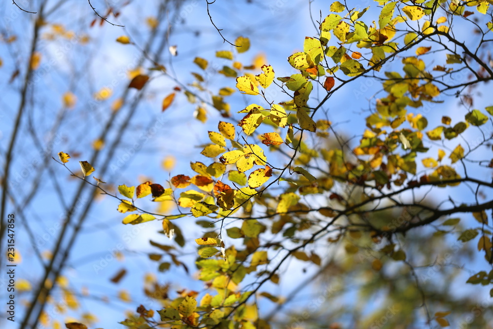 Bright autumn foliage. Bright autumn foliage on trees. Bright autumn foliage. Bright autumn foliage on trees.