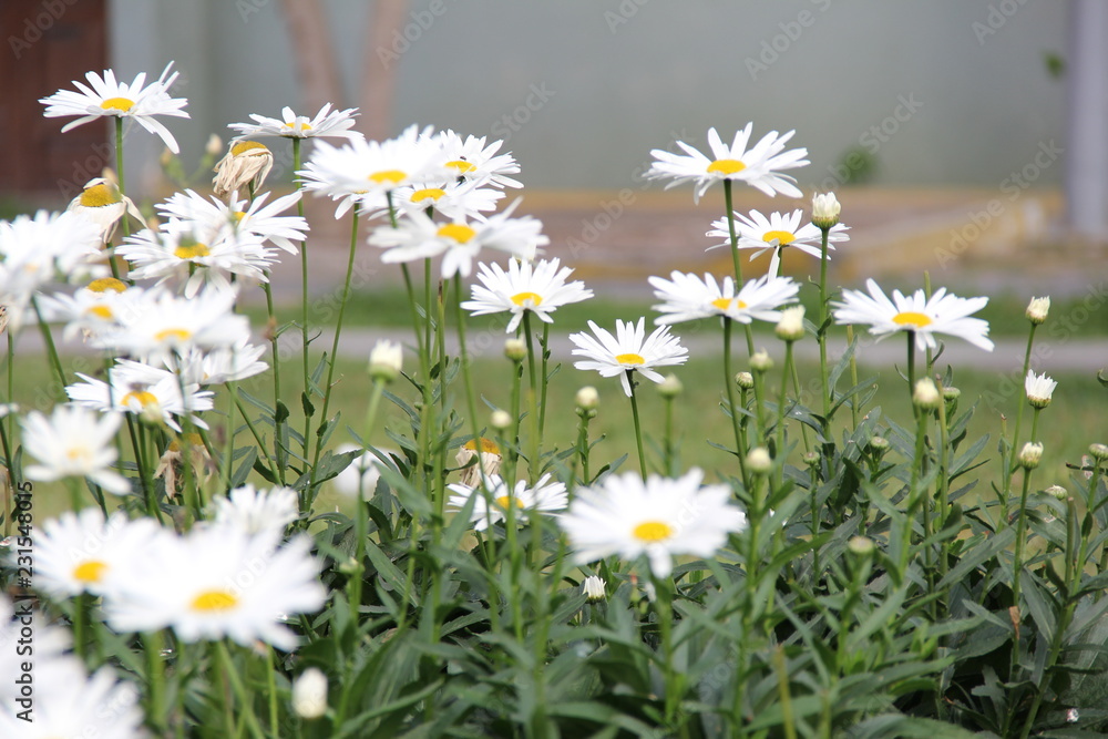 Muchas flores blancas