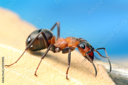 Ant sitting on leaf of grass. © achkin