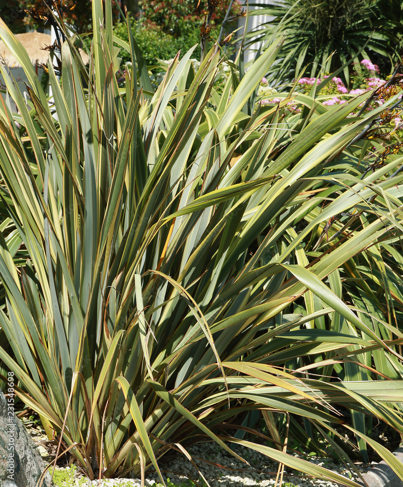 Phormium Phormium