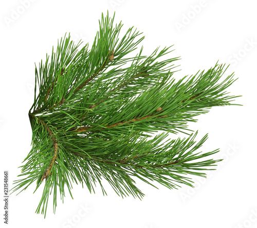 A branch of a pine close-up. Isolated without a shadow.