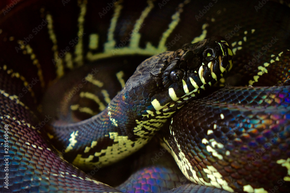 Boelen Python