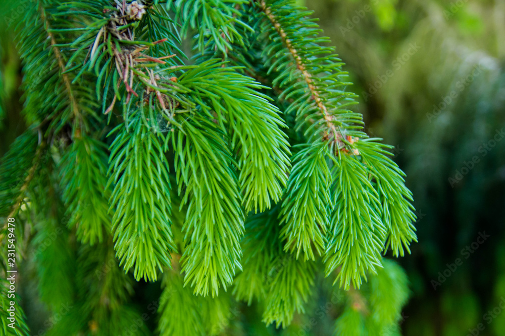 spruce, tree, green spruce, tree, green