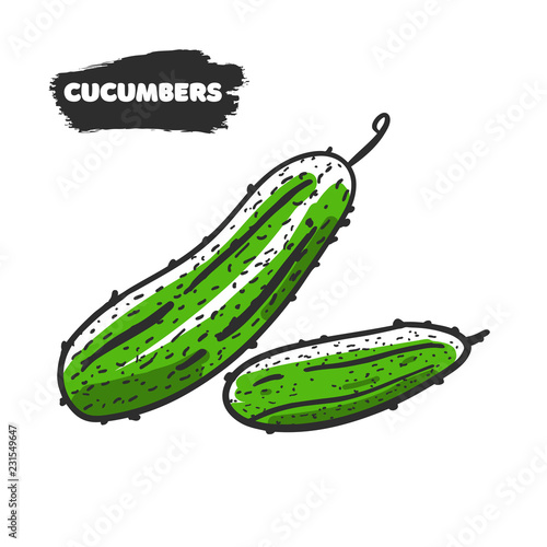 Vector illustration of hand drawing cucumbers on white background.