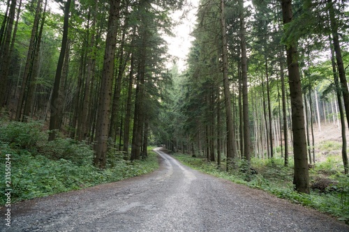 Magic trees and paths in the forest and on meadow. Czech Republic