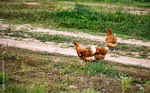 chicken walk on the road © Irina
