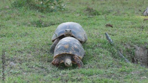 Two South American Yellow-footed Tortoises in French Guiana zoo (Chelonoidis denticulatus) photo