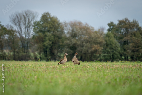 Zwei Wildgänse auf einem Feld © DZiegler