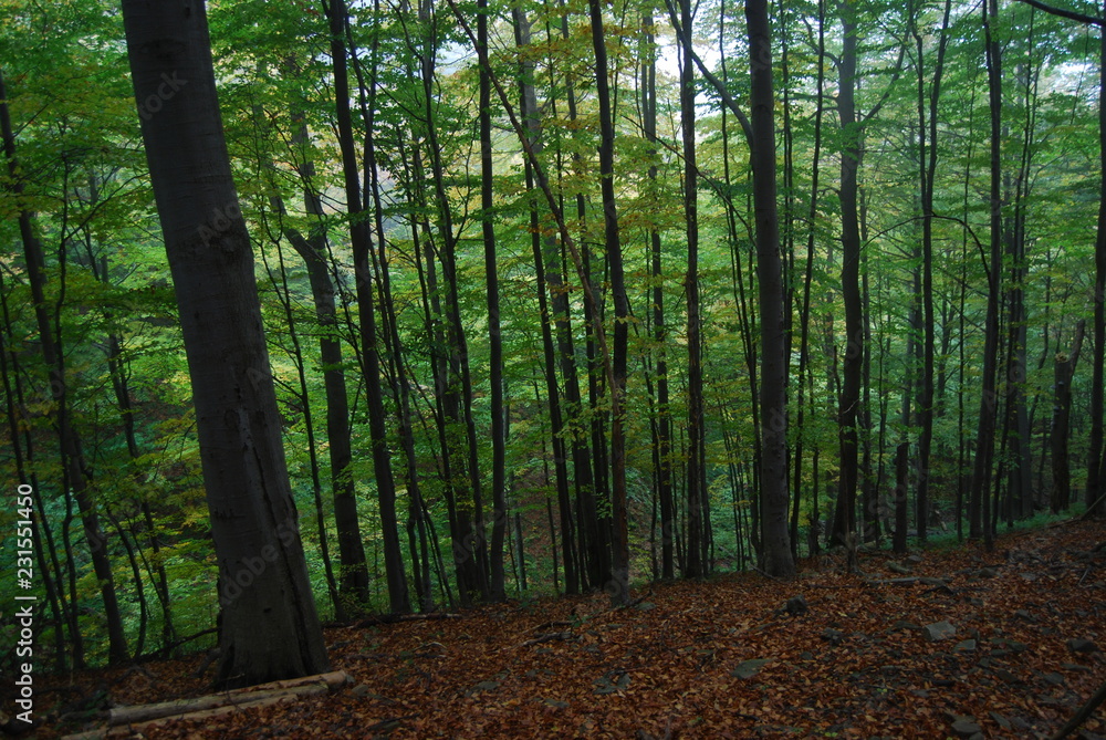 Obraz premium zielony las