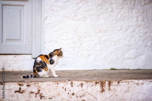 Fototapeta Naklejka Na Ścianę i Meble -  Side view of a beautiful wild, stray cat standing on a stone street on the enchanting Greek Island of Hydra.
