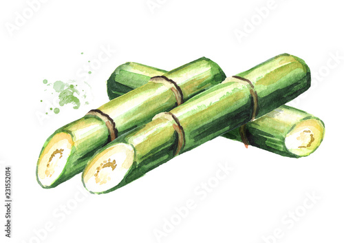 Sugar cane. Watercolor hand drawn illustration  isolated on white background