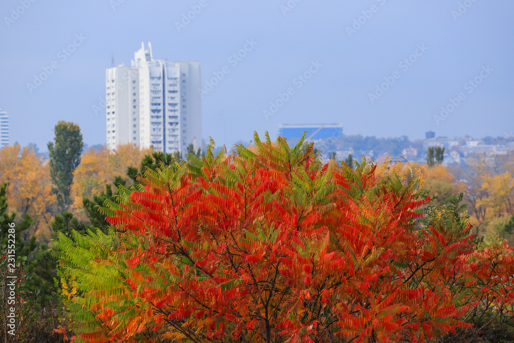 Obraz premium Beautiful yellow, red and green autumn tree on the background of a high white skyscraper in the fall in the Dnepr, Ukraine, Dnepropetrovsk, Dnipro, Dnipropetrovsk