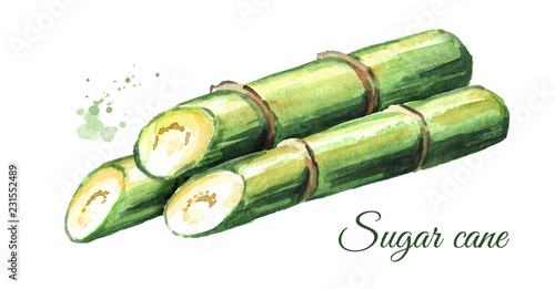 Sugar cane composition. Watercolor hand drawn illustration  isolated on white background