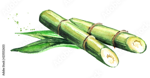 Sugar cane with leaves. Watercolor hand drawn illustration, isolated on white background