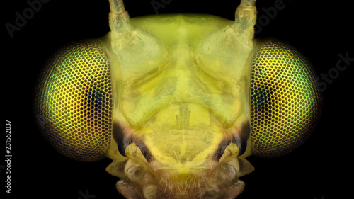 Extreme magnification - Lacewing head