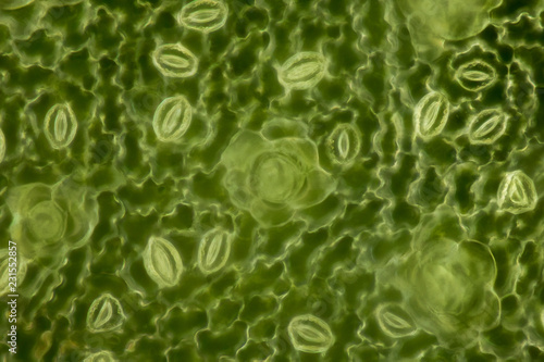 Extrem magnification - Stomatas in a green leaf under the microscope