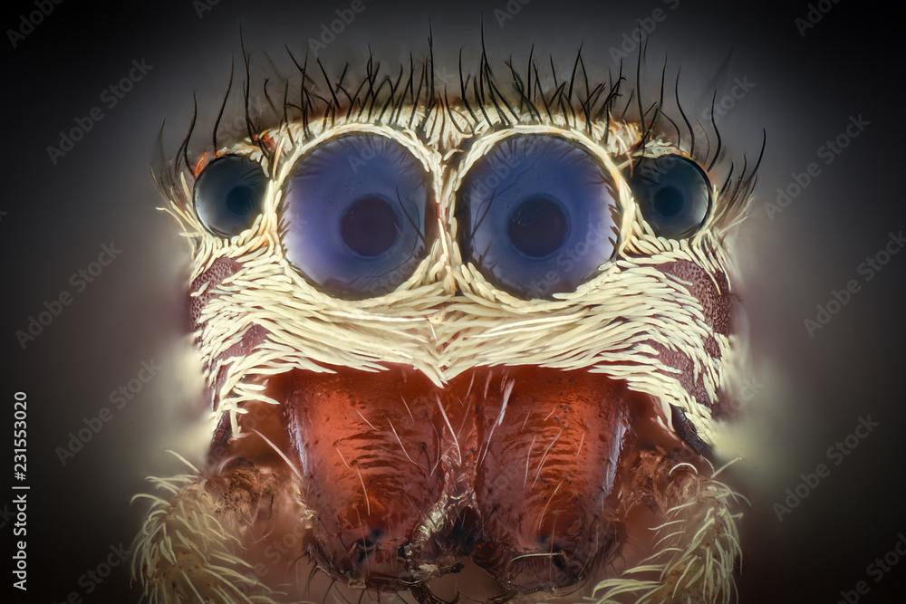 Extreme magnification - Jumping spider Extreme magnification - Jumping spider