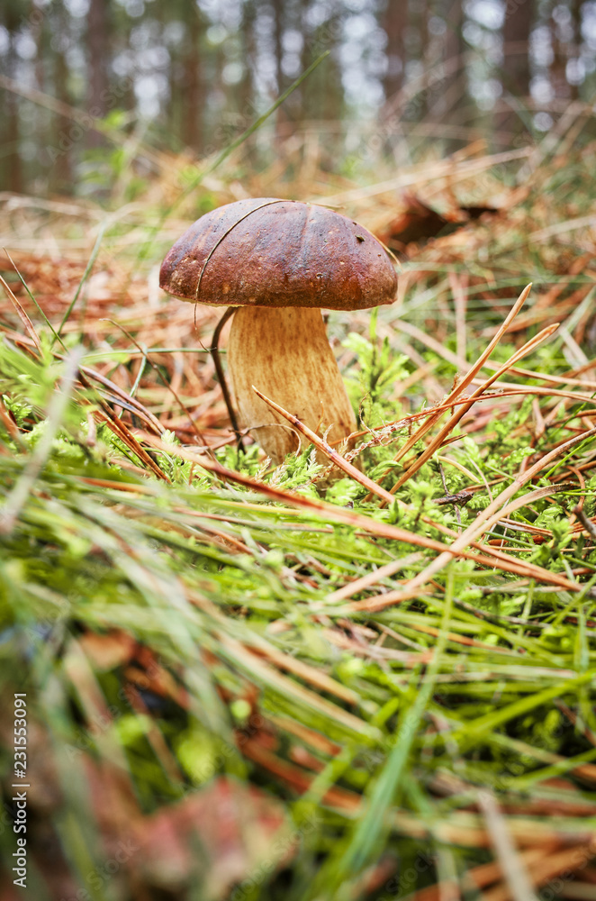Close up picture of a cep (Boletus edulis, penny bun) in autumnal forest, selective focus. Close up picture of a cep (Boletus edulis, penny bun) in autumnal forest, selective focus.