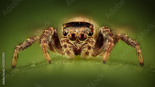 Extreme magnification - Jumping spider