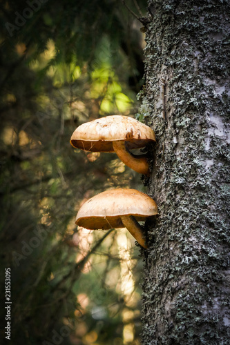 Mushrooms on tree in the forest