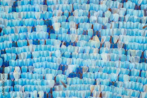 Extreme magnification - Blue morpho (morpho peleides) wing, 10:1 magnification