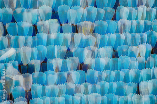 Extreme magnification - Blue morpho (morpho peleides) wing, 20:1 magnification