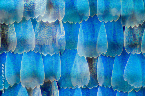 Extreme magnification - Blue morpho (morpho peleides) wing, 50:1 magnification photo