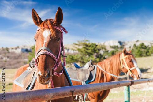 Fototapeta Naklejka Na Ścianę i Meble -  Close-up portrait of two red horses