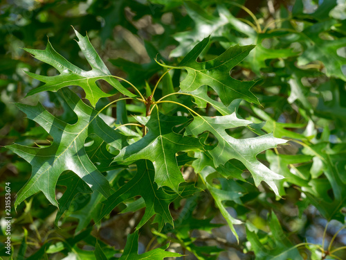 Photos Feuilles aux lobes très découpées de chêne des marais (Quercus palustris)