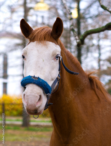 Portrait of brown horse with blue eyes.
