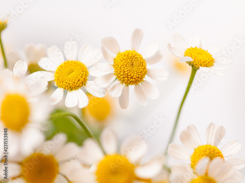 Little daisy flowers bouquet over white. Soft focus, top view, close-up composition. Copy space.
