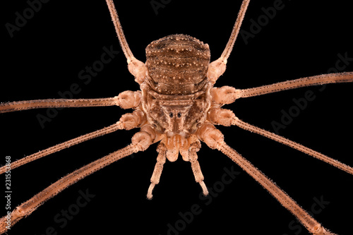 Canvas Print Extreme magnification - Opiliones, harvestmen, daddy longlegs