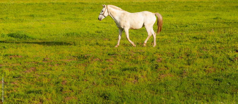 Obraz premium One beautiful white domestic horse grazing at green grass field