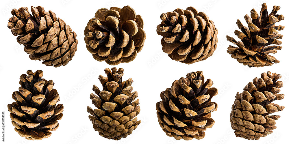 Brown pine cone on white background with clipping pass - obrazy, fototapety, plakaty 