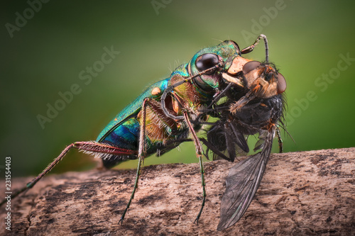 Extreme magnification - Tiger beetle photo